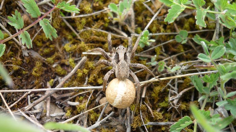 Ragno con egg sac